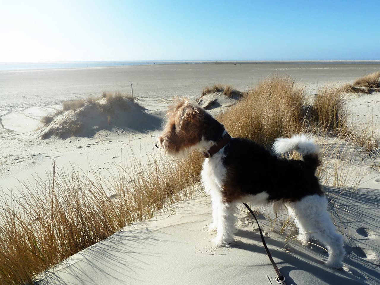 Vakantie met honden