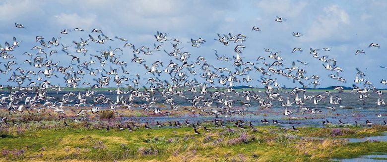 Vogelschwarm über den Salzwiesen