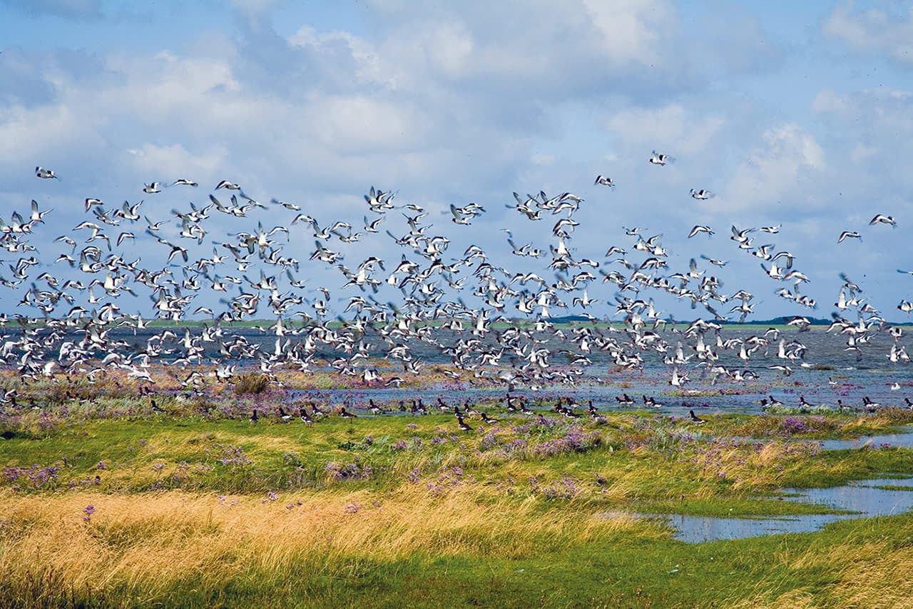 Milieu-eiland Borkum