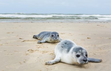 Seehunde auf Borkum