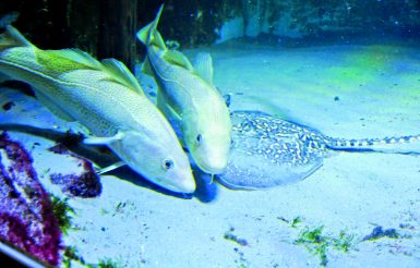 Aquarium Borkum