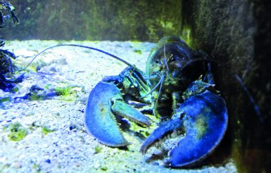 Aquarium Borkum