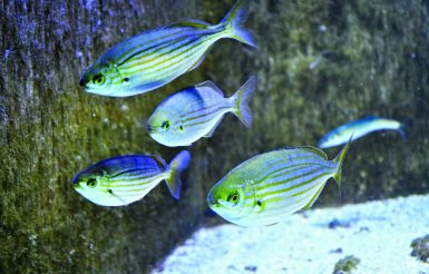 Aquarium Borkum