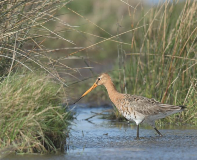 Zugvogel auf Borkum im hohen Dünengras