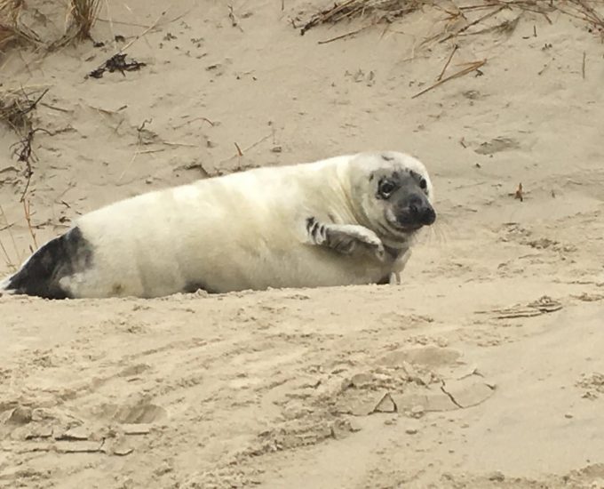 Ein Seehund am Strand von Borkum