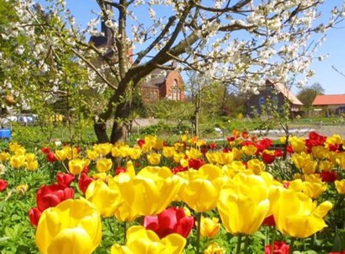 Blumenbeet auf Borkum, Baum mit Kirschblüten