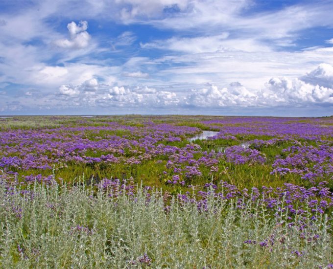 Die Salzwiesen auf Borkum