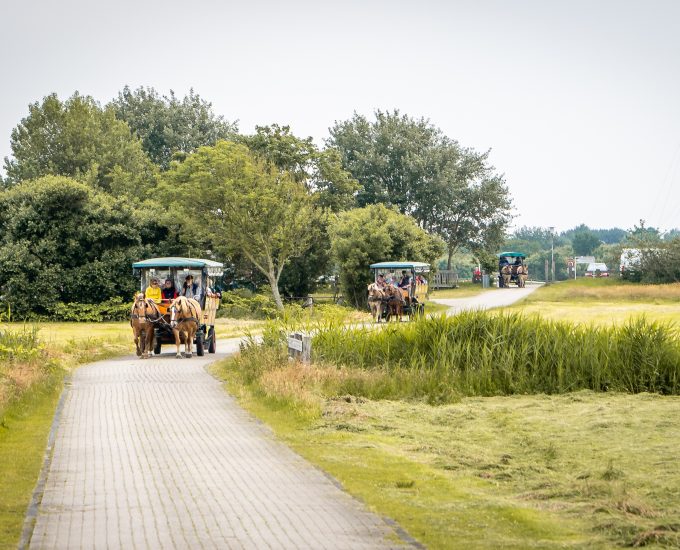 Kutschfahrten auf Borkum