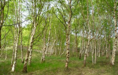 Birken in der Greunen Stee