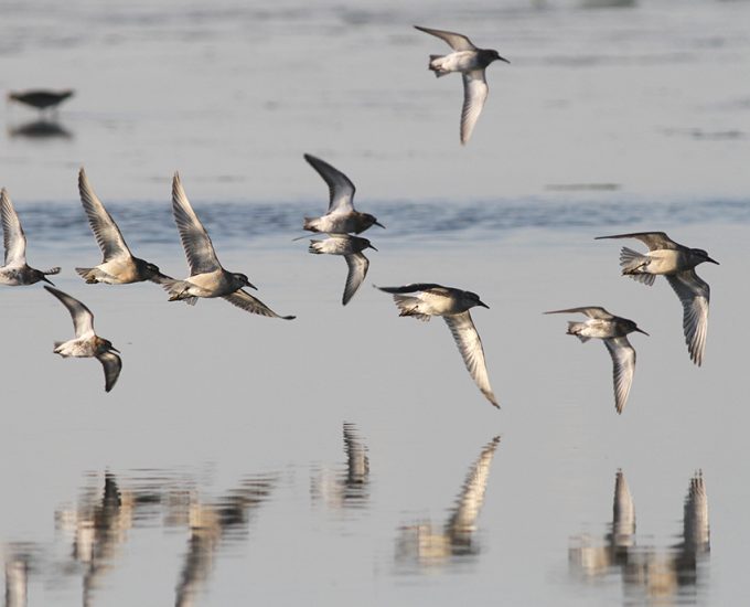 Zugvogelschwarm über der Nordsee