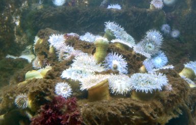 Blick ins Becken des Nordsee Aquariums Borkum. Zu sehen sind Seedahlien