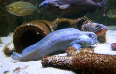 Blick ins Becken des Nordsee Aquariums Borkum. Vorne: Gestreifter Seewolf / hinten: Blaumäulchen / oben rechts: Franzosendorsch / oben links: Goldstrieme