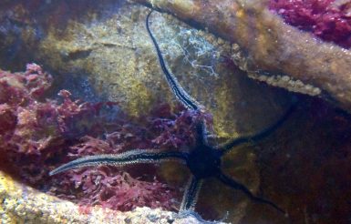 Schlangenstern im Becken des Aquariums