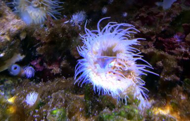 Ein Blick ins Becken des Nordsee Aquariums auf Borkum. Schmarotzerrose