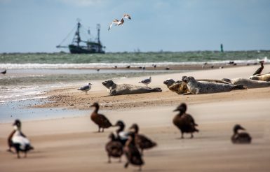 Seehunde auf Borkumer Sandbank